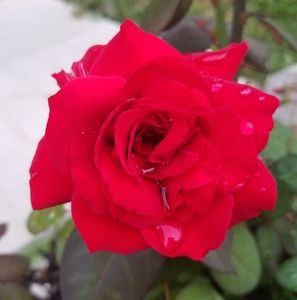 Meet your Posher, Suzan